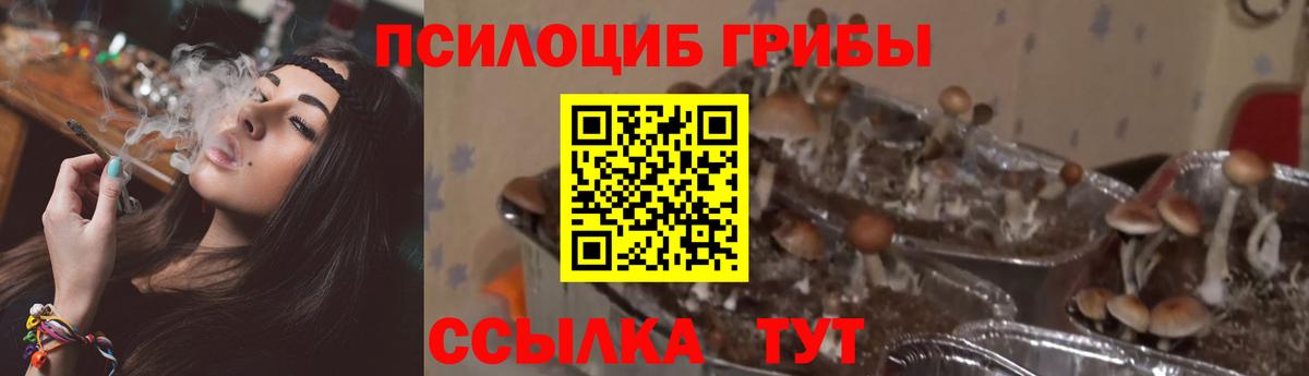 Псилоцибиновые грибы Magic Shrooms  Псилоцибиновые грибы GOLDEN TEACHER  Строитель  Вход с VPN 